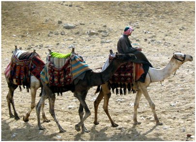 Egypti Hurghada - 3 kamelia
