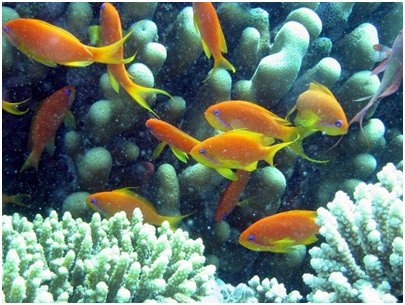 Egypti Hurghada - Punaisenmeren koralleja ja kaloja