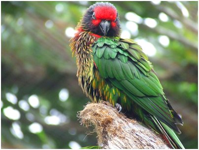 Fuengirola Zoo papukaija puisto kuva
