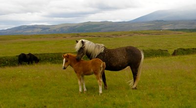 Islanninhevonen Islannin oma hevosrotu valokuva loma matka