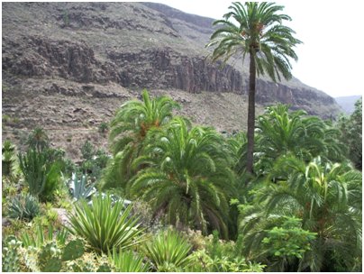 Espanja Kanariansaaret kaktuksia ja mehikasveja Palmitos Park Gran Canaria