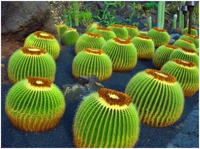 Espanja Kanariansaaret Lanzarote kaktus kasvillisuus matka kuva