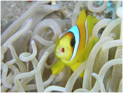 Egypti Sharm el-Sheikh - Punainenmeri koralli ja värikkäitä kaloja